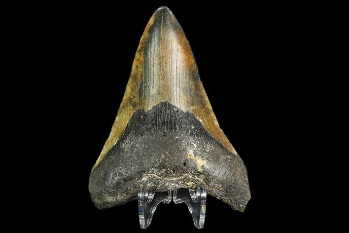 Fossil Megalodon Tooth - North Carolina #108989